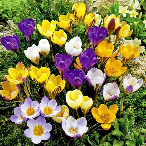 Bulbes crocus fleurs - bulbes,