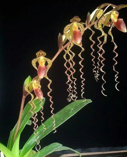 Paphiopedilum chiu hua dancer - chiu,