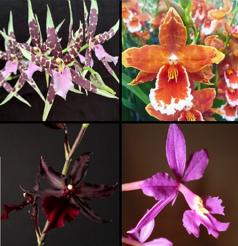 Box orchidées en fleurs - box,