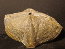 Fossile Bivalve Spirifer Sp