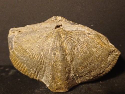 Fossile bivalve spirifer - spirifer, sp