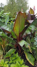 Musa maurelii / Ensete