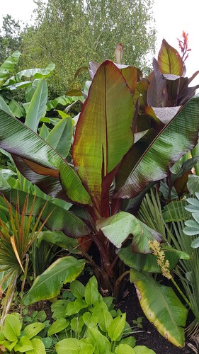 Musa maurelii ensete - /,