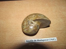 NAUTILE DE  MADAGASCAR ( POLI