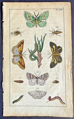 Rare 1797 wilhelms - wilhelms, green
