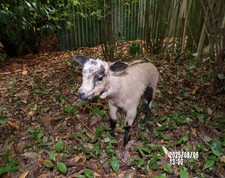 NEW Lamb Lamb Lamb Kid Baby Naturalized Taxidermy Curiosity No.20