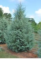 4 Cyprès De l'Arizona