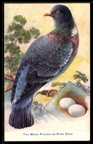 The wood pigeon ring dove - the, or