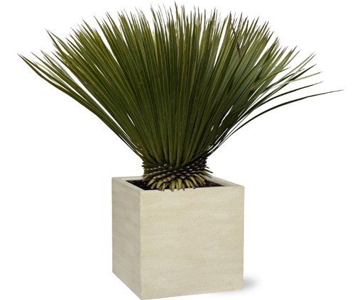 Yucca bec pour extérieur - à,