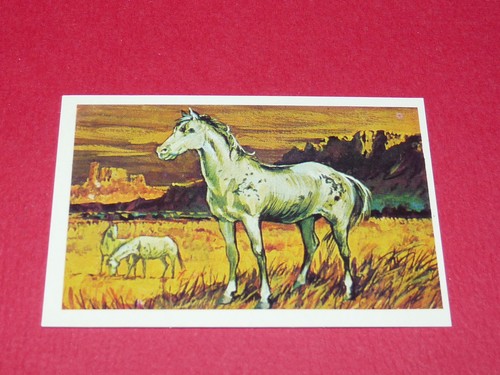 322 poney appaloosa - n°322,