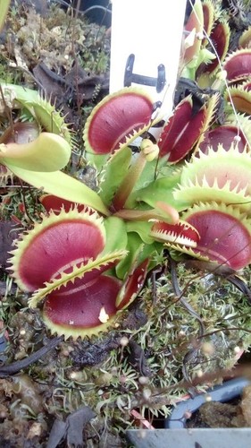 Plantes carnivores dionaea - plantes,