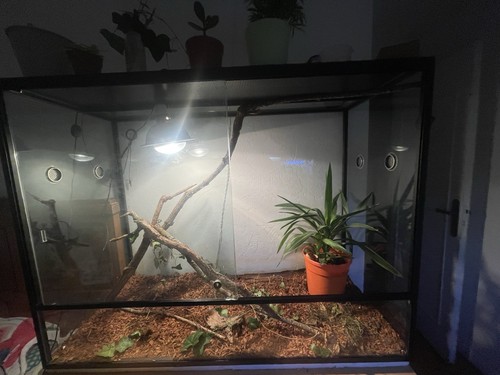Terrarium caméléon - terrarium,