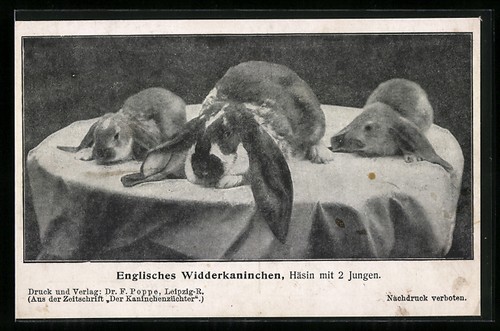 Lapin bélier anglais - anglais,,