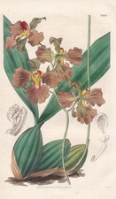 Oncidium Crispum Brasil orchid orchid botany engraving copperplate Curtis 3499