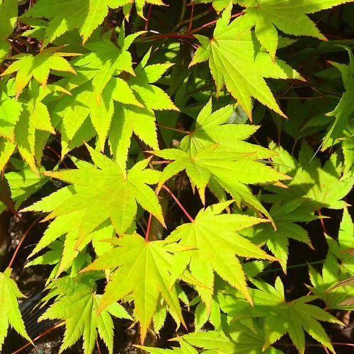 Acer palmatum ueno yama - 'ueno-yama',