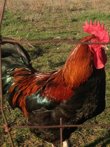 Black copper maran - 12,