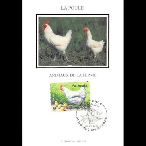 Soie poule 24 4 - poule,