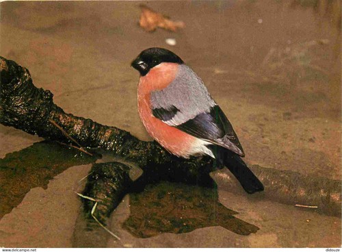 Carte postale animaux - -,