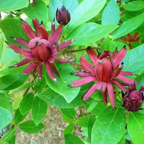Calycanthus floridus arbuste - -,