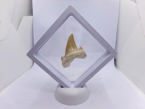 Grosse dent requin fossile - grosse,