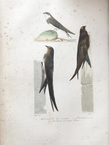 Lithographie buffon 1837 - lithographie,