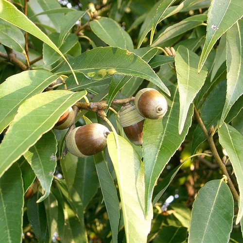 Quercus myrsinifolia chêne - myrsinifolia,