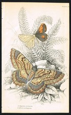 Moths Antique Print –