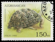 AZERBAIJAN 522 - Leopard Tortoise "Geochelone pardalis" (pa53982)