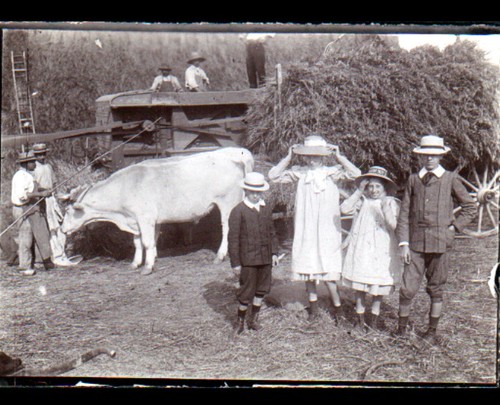 Agriculture harvest combine - agriculture, /