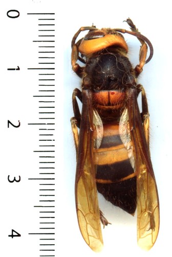 Frelon géant asian giant - frelon, /