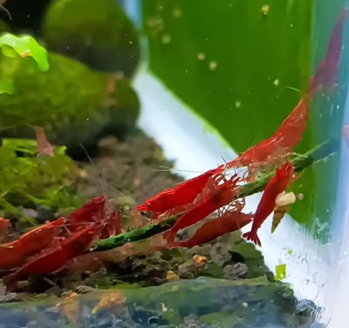 Neocaridina davidi red sakura - davidi,