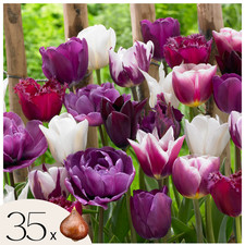 Tulipe - Set de 35 - Tulipa