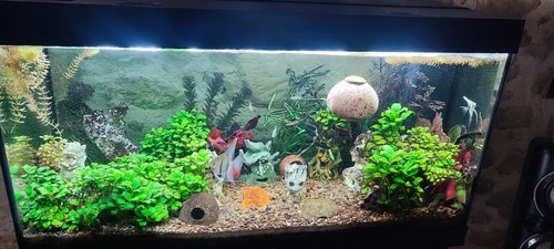 Aquarium juwel complet - juwel,