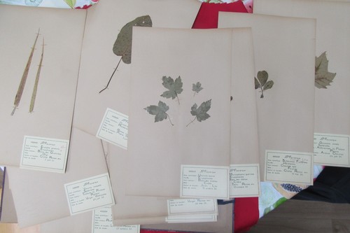 Herbier ancien récolte 1956 - herbier,