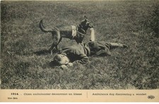 Ambulance dog discovering an injured person
