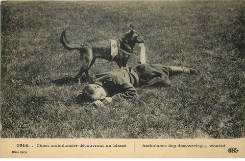 Chien ambulancier decouvrant
