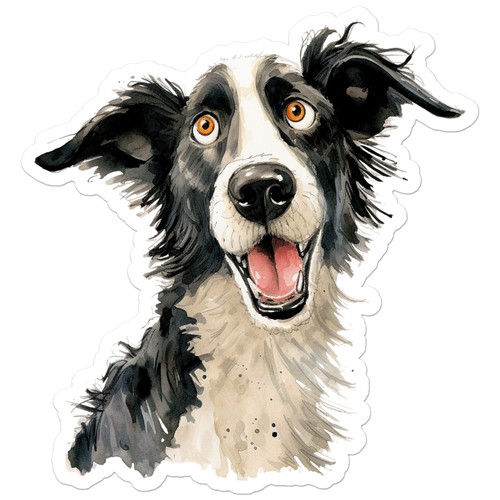 Black white border collie - black,