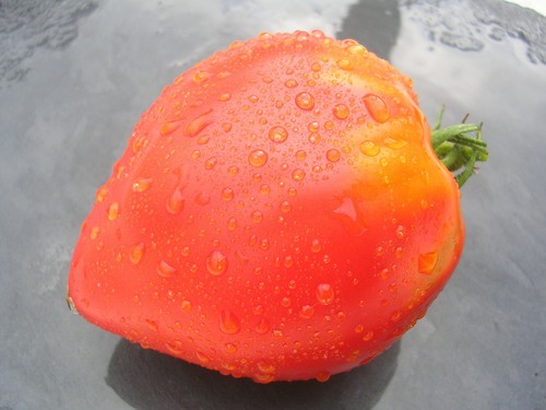 Graines de tomates - 15,