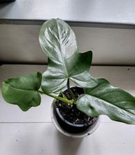 Philodendron Silver Queen;  plante en pot