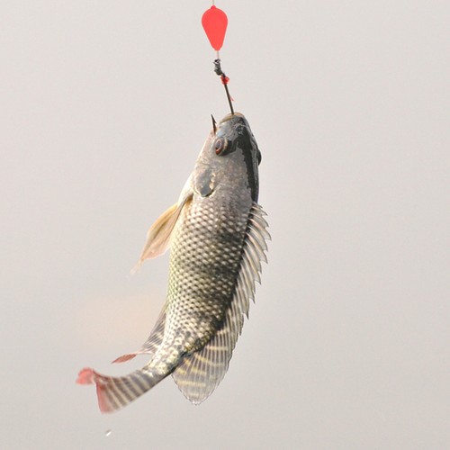 Pcs peche coup - peche,