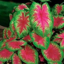 Caladium Tubercule coloré