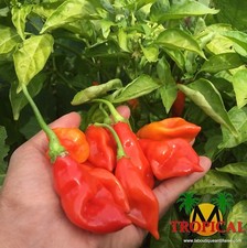 RARE 15 graines piment
