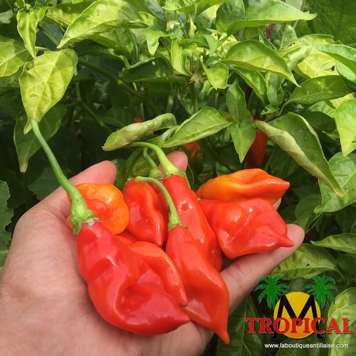 Rare graines piment - graines,