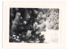 Tree branch tree - old amateur photo year. 1940 50