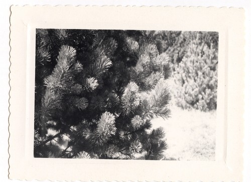 Sapin branche arbre - -, photo