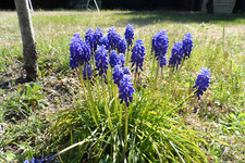 40 Oignons MUSCARIS BLEU  BIO