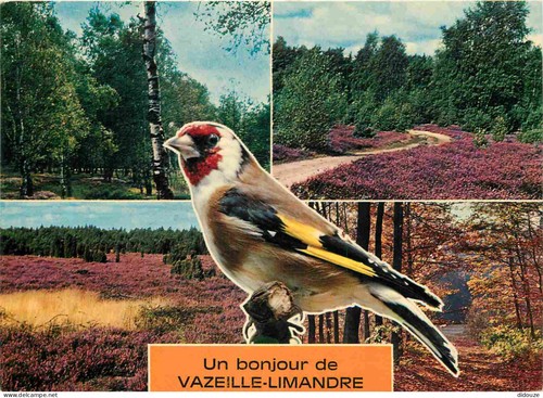 Carte postale animaux - postale,