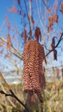 Corylus maxima 'Purpurea' /