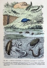 Beetle (carnassier) - hydrophilic, dylic, gyrin, procruste ... etc - 19th century engraving