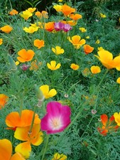 Pavot de Californie et